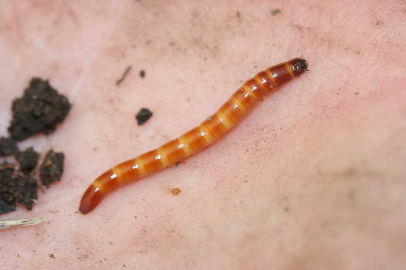 Wireworms